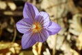 Image of autumn wild poisonous flower.