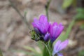 Babiana augustifolia - baboon flower - baboon lily - purple flower - close up