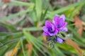 Babiana augustifolia - baboon flower - baboon lily - purple flower - close up