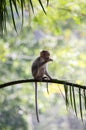 An image of a baby Bonnet Macaque Monkey eating leaves from a tree Royalty Free Stock Photo