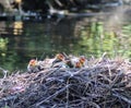 Coots - nest of coots Royalty Free Stock Photo