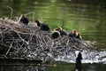 Baby coots on a river nest Royalty Free Stock Photo