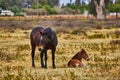 Baby dark brown foal and large brown horse resting