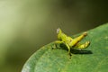 Image of baby green monkey grasshopper on green leaves. Royalty Free Stock Photo
