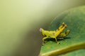 Image of baby green monkey grasshopper on green leaves. Insect. Royalty Free Stock Photo