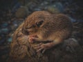 BABY MICE CURLED UP ALONE