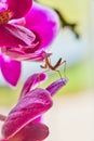 Baby pray mantis poses on pink orchid flowers Royalty Free Stock Photo