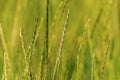 Background green spikelets of wild nature grass Royalty Free Stock Photo