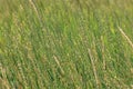 Background green spikelets of wild nature grass Royalty Free Stock Photo