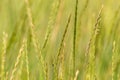 Background green spikelets of wild nature grass Royalty Free Stock Photo