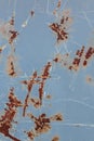 Rusty blue metal surface background texture structure texture Royalty Free Stock Photo