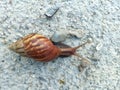 An image background of snail walking on cement