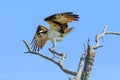 Osprey at Fort DeSoto Florida