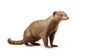 Image of a banded mongoose on white background. Mammals, Wildlife Animals, Illustration, Generative AI