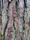 Image of bark pine tree. natural background,texture / With copy space Royalty Free Stock Photo