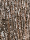 texture of mahogany tree Royalty Free Stock Photo
