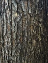 Image of bark texture of Swietenia tree.Seamless texture of mahogany tree Royalty Free Stock Photo