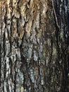 Image of bark texture of Swietenia tree.Seamless texture of mahogany tree Royalty Free Stock Photo