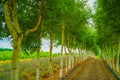 The image of a barn wood tunnel