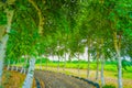 The image of a barn wood tunnel