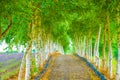 The image of a barn wood tunnel