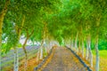 The image of a barn wood tunnel