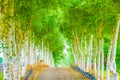 The image of a barn wood tunnel