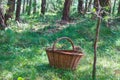 image of a basket of mushrooms in the pine forest in Berga Catalonia Spain