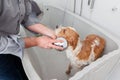 bathing a cute dog Royalty Free Stock Photo