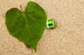 Image of battery green leaf sand background