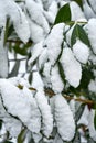 Bay leaf under the snow Royalty Free Stock Photo