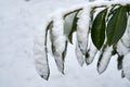 Bay leaf under the snow Royalty Free Stock Photo