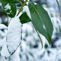 Bay leaf under the snow Royalty Free Stock Photo