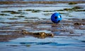 image of a beach just bathed by a wave with a balloon dragged to shore perhaps lost by someone. Royalty Free Stock Photo