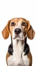 Image of beagle dog on white background Take close-up shots of pets. Animal. Illustration AI-Generated