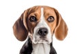 Image of beagle dog on white background Take close-up shots of pets. Animal. Illustration AI-Generated