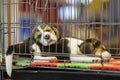 Image of beagle puppy is in the cage. Dog. Pet. Animals