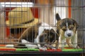 Image of beagle puppy is in the cage. Dog. Pet. Animals