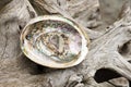 Abalone Sea Shell and Weathered Drift Wood Royalty Free Stock Photo