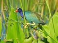 American Purple Gallinule Perched Royalty Free Stock Photo