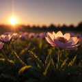 Beautiful anemone flowers on dark evening in rays of sunset sun close-up macro in nature. Delightful atmospheric airy