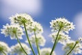 beautiful Apiaceae flower outdoors Royalty Free Stock Photo