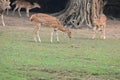 This is an image of beautiful axis deer eating on the grass field. Royalty Free Stock Photo