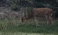 This is an image of beautiful axis deer or spotted deer or chital or impala in the keoladeo national park in rajasthan india