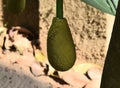 This is an image of beautiful  baby jackfruit in india . Royalty Free Stock Photo