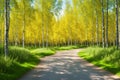 Beautiful birch grove with a path made with Generative AI Royalty Free Stock Photo