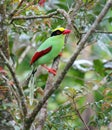 An image beautiful bird common green magpie