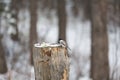 Cute Marsh Tit bird or Poecile palustris sitting on the stump and pecking seeds in the winter forest