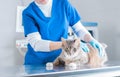 Image of a beautiful blonde nurse in a surgical suit. Examination of a cat without a tail in the clinic. Veterinary medicine