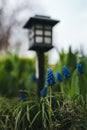 Image of beautiful blue Muscari botryoides - grape hyacinth in the garden on sunset. Close up photo of fresh grape hyacinth in